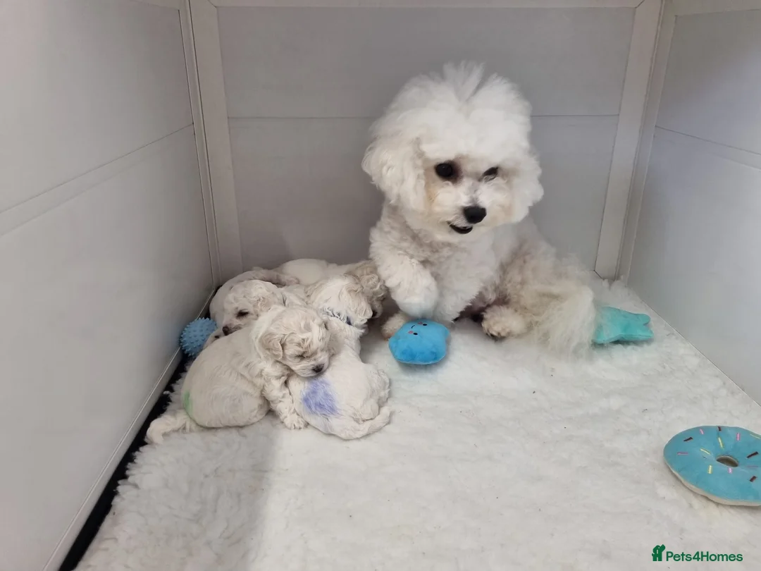 Bichon Frise dogs for sale: One Beautiful Boy - Advert 1