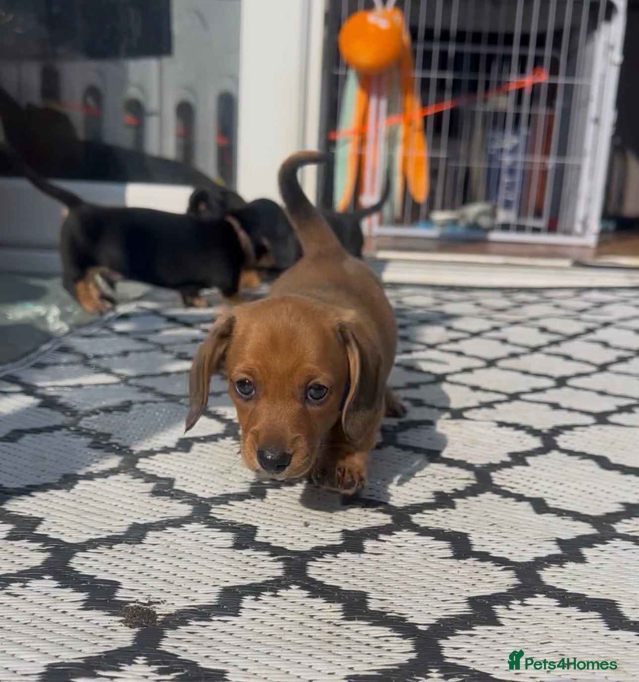 Miniature Dachshund dogs Your new best friend awaits🥰 5 gorgeous boys🩵 - Advert 13