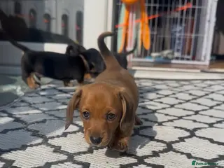Miniature Dachshund dogs Your new best friend awaits🥰 5 gorgeous boys🩵 - Advert 13