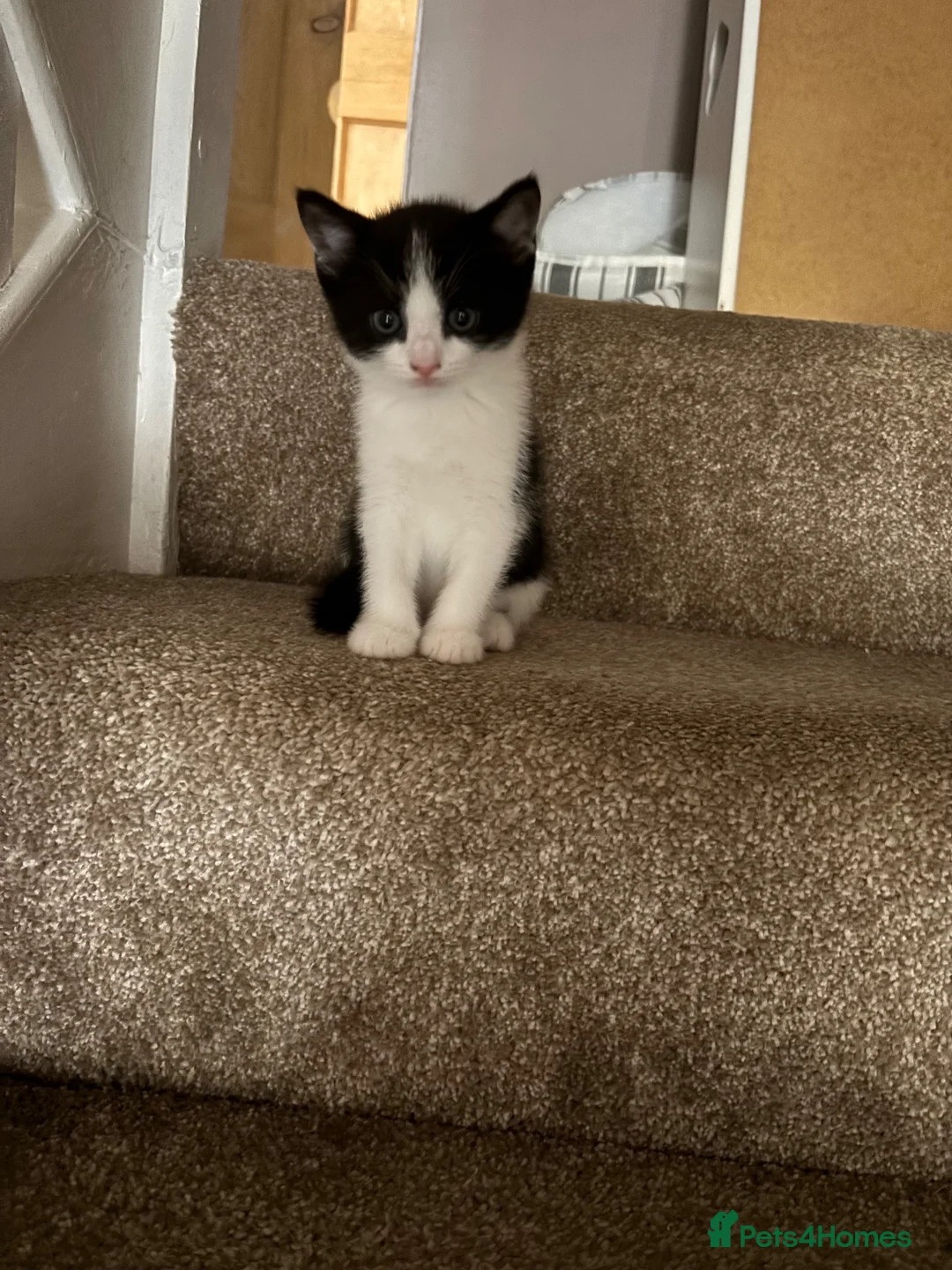 Mixed Breed cats for sale: Gorgeous kittens 🐱  - Advert 14