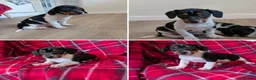 Jack Russell dogs for sale: JACK RUSSELL PUPPIES  - Advert 4