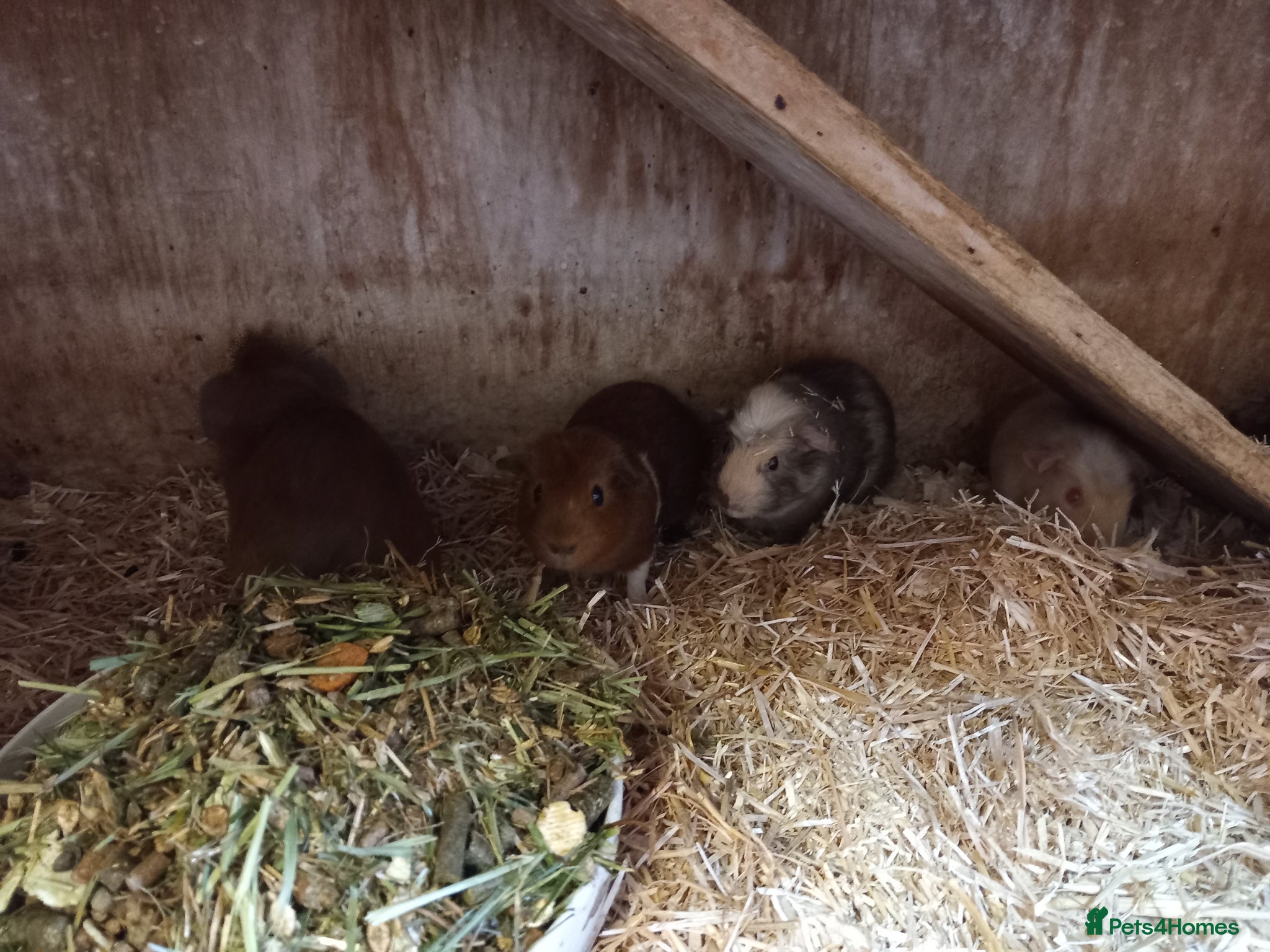 Guinea Pig rodents for sale: Baby guinea pigs for sale  - Advert 12