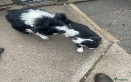 Border Collie dogs for sale: Border collie pup - Image 5