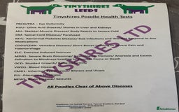 Cockapoo dogs for sale: F1 fox red and white 🩵 30 dna health tested clear - Image 3