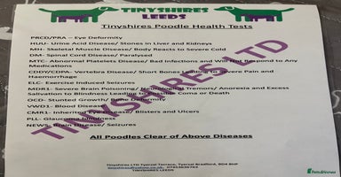 Cockapoo dogs - Advert 10