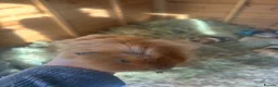 Guinea Pig rodents for sale: Male guinespigs  - Advert 9