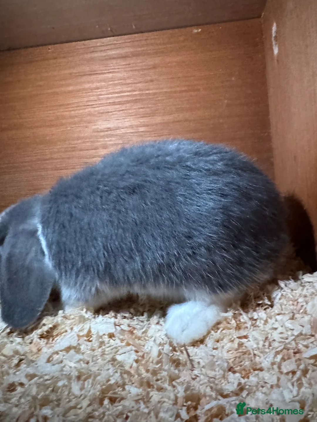 Mini Lop rabbits for sale: Miniature Lops for sale - Advert 2