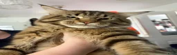 Maine Coon cats for sale: Female Maine coon kittens in Belfast - Advert 10