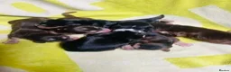 Cocker Spaniel dogs for sale: lyncham cocker spaniels - Advert 3