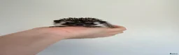 Pygmy Hedgehog rodents for sale: African Pygmy hedgehog female available  - Advert 4