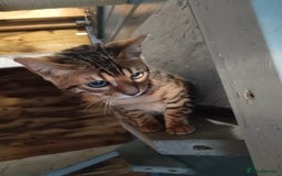 Bengal cats for sale: G5 pure Bengal kitten - Image 8