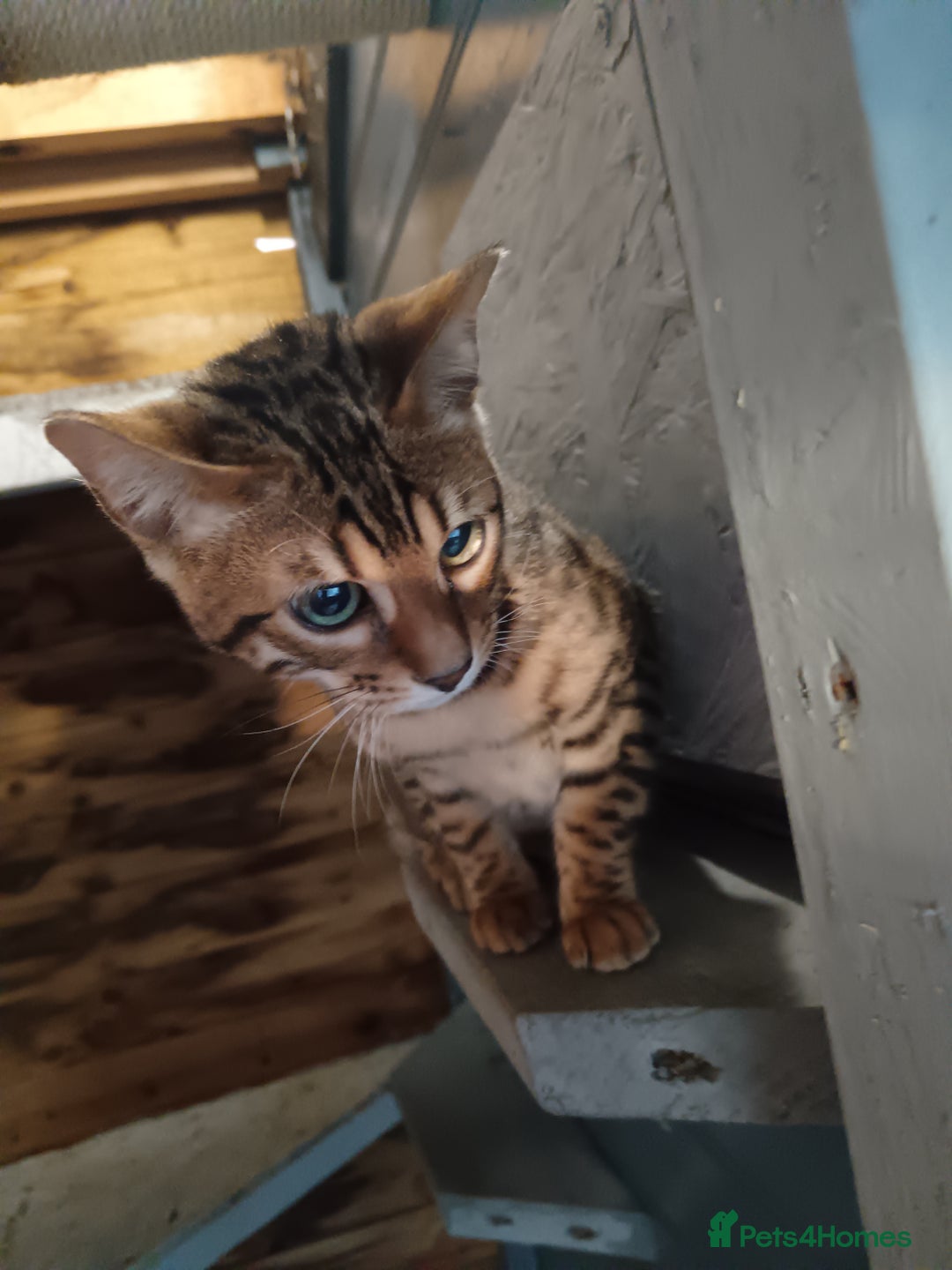 Bengal cats for sale: G5 pure Bengal kitten - Image 8