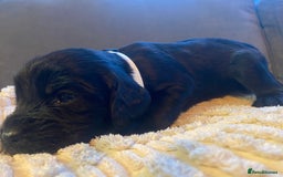 Cocker Spaniel dogs for sale: 10 Gorgeous KC Cocker Spaniel Puppies - Image 23