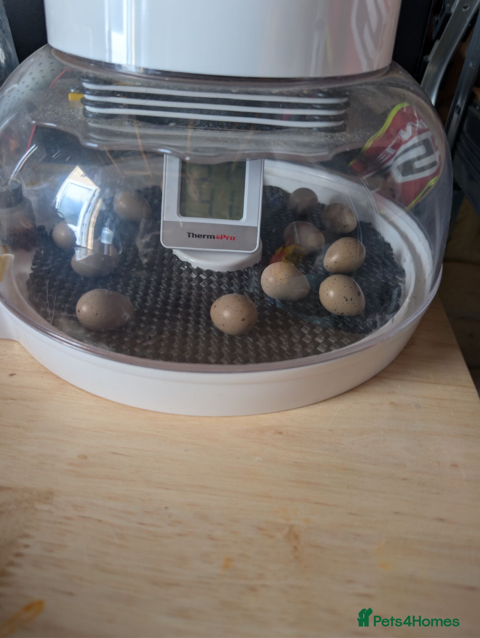 Quail poultry Button quail chicks - Advert 2