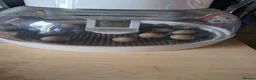 Quail poultry for sale: Button quail chicks in Cambridge - Advert 1