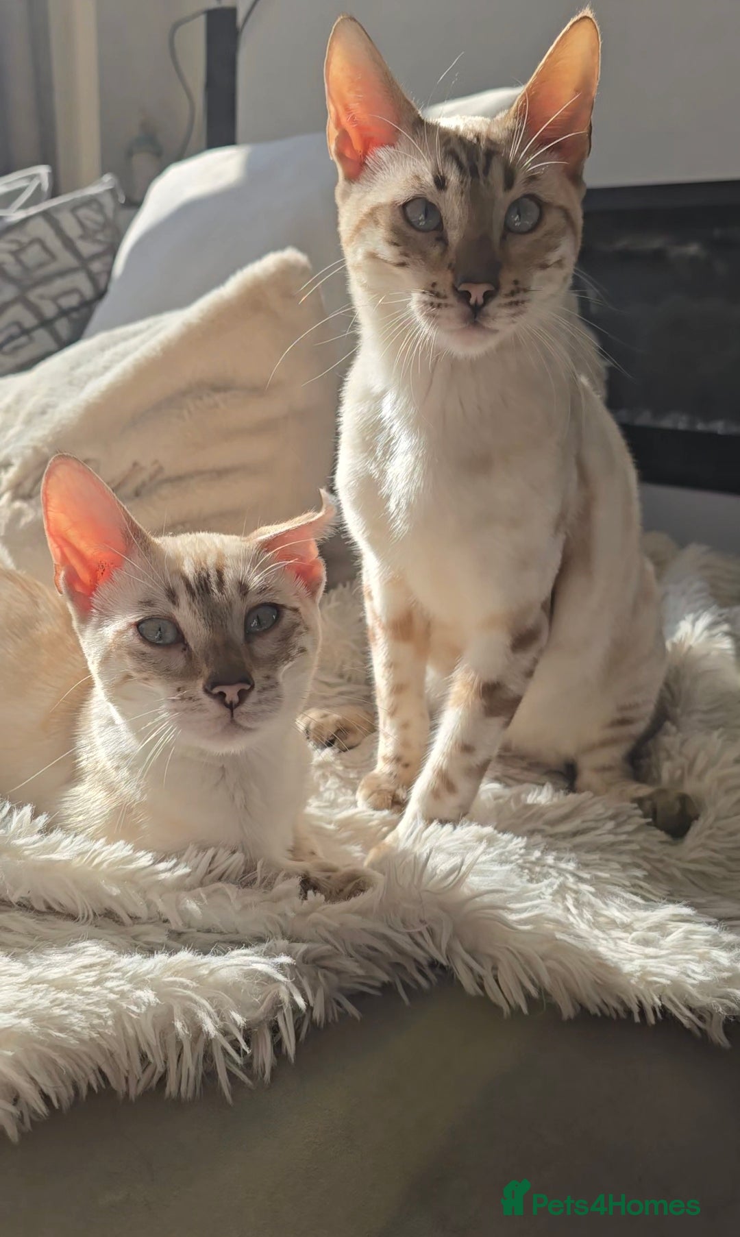 Bengal cats for sale: ✨ Planned Litter – Luxury Snow Bengals | Spring ✨ - Advert 16