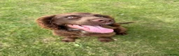 Mixed Breed dogs for sale: Chocolate Sprocker Spaniel in Pembroke Dock - Advert 3