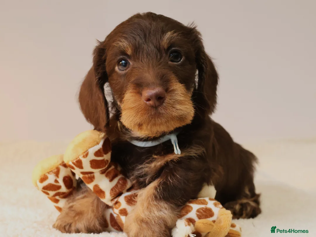 Miniature Dachshund dogs for sale: Choco+Wirehaired+5*Licensed+Kc+Praclear+Vetchecked - Advert 37