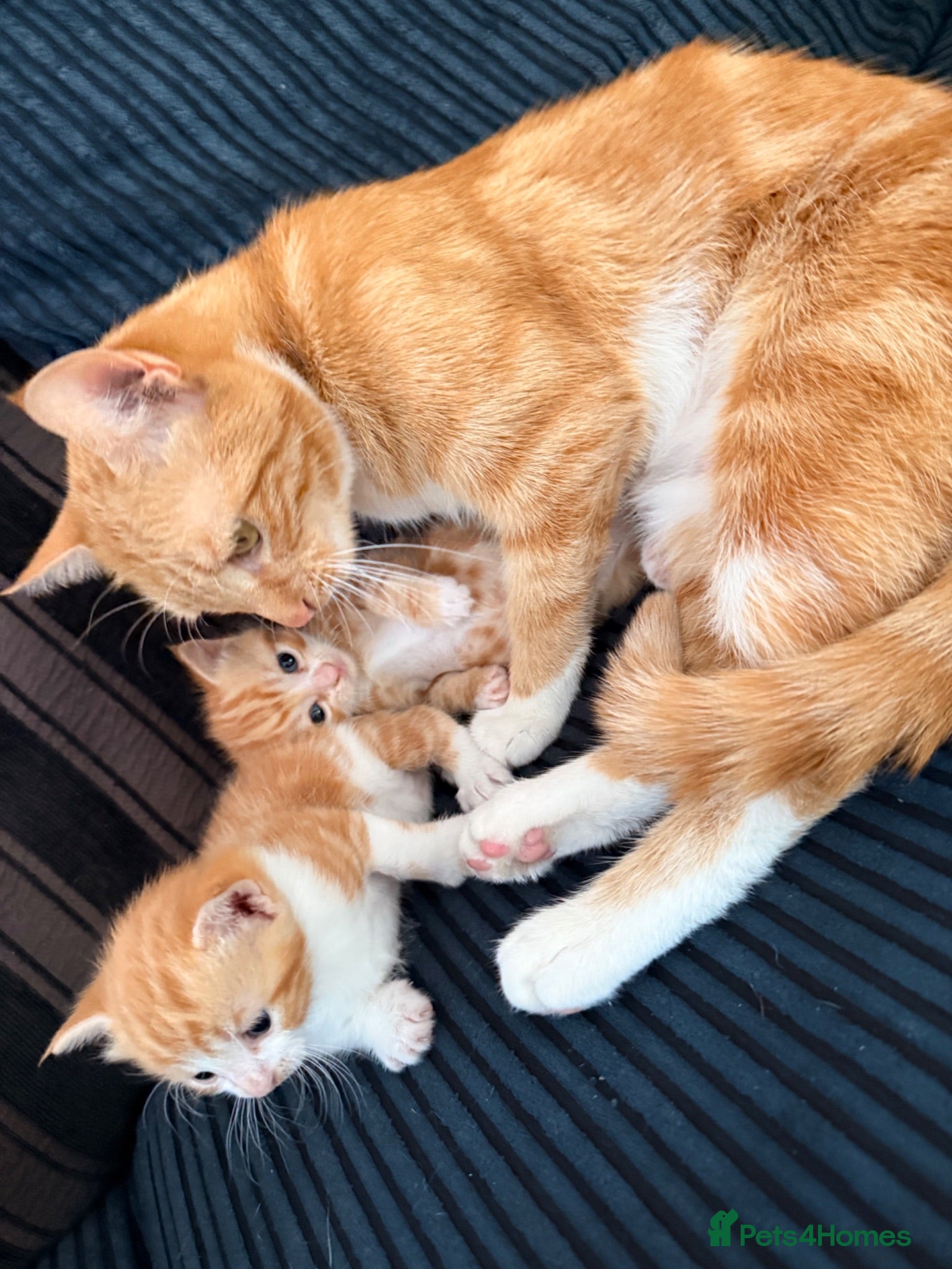 Mixed Breed cats 2 white and ginger Marble kittens for sale  - Advert 10