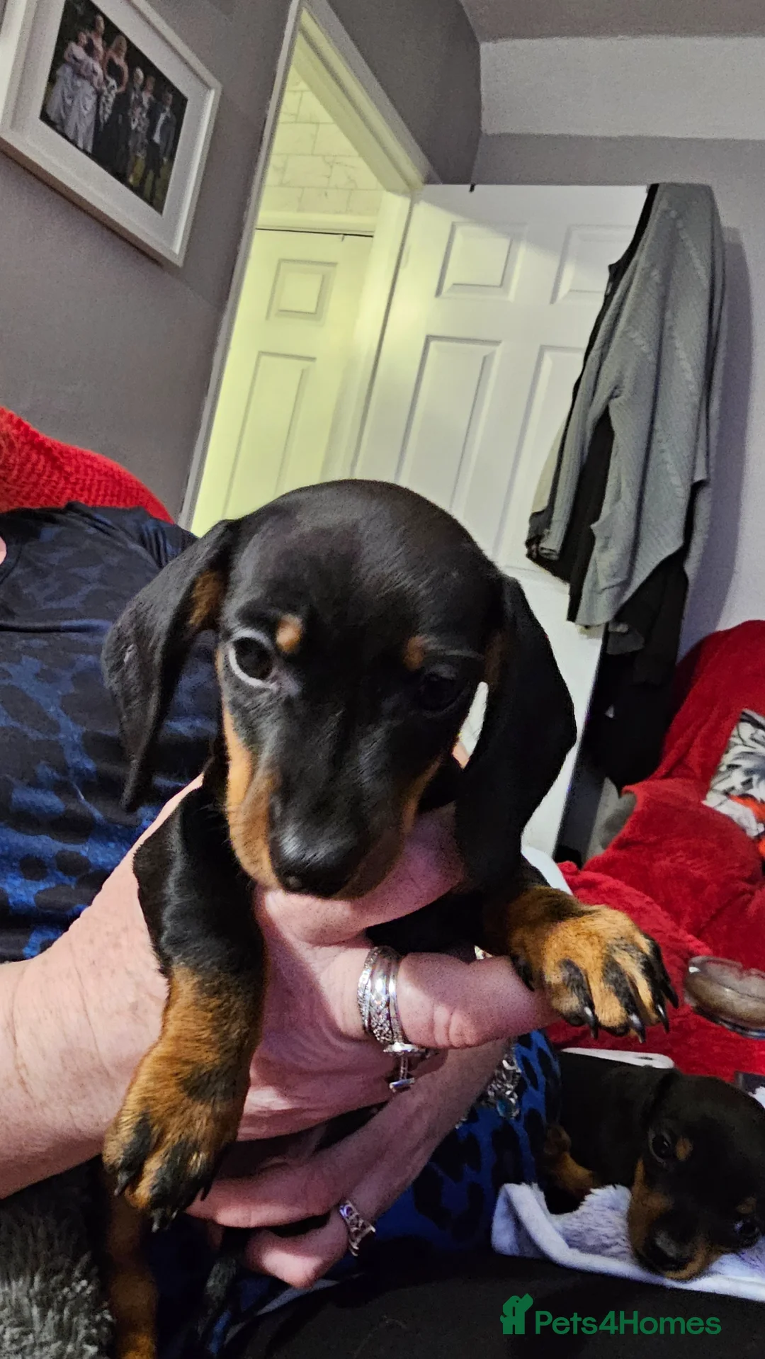 Dachshund dogs for sale: Dachshund miniature boy black and tan 8 weeks old in Wednesbury - Advert 7