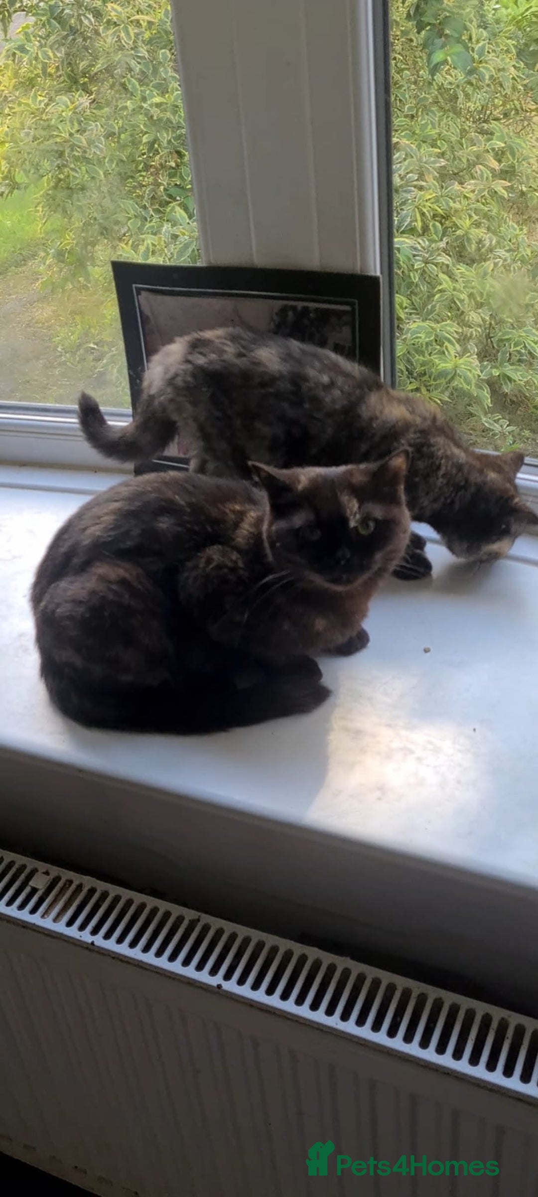 British Shorthair cats for sale: Ready to leave*bsh babies - Image 11