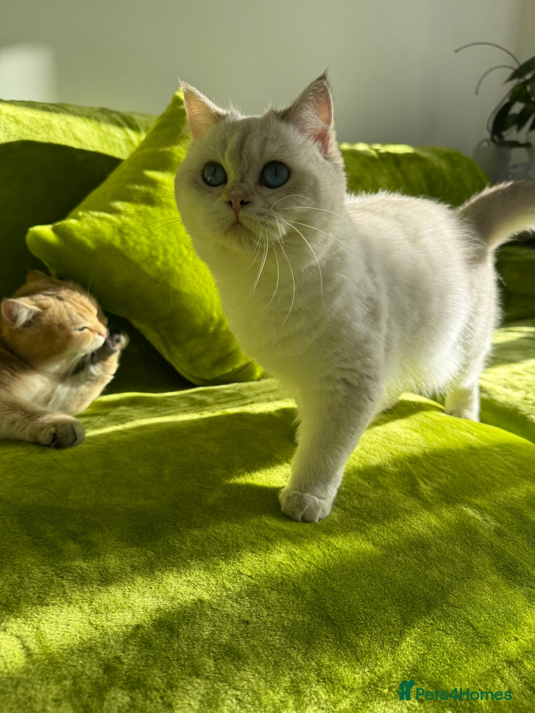 British Longhair cats for sale: British Longhair and Shorthair kittens for sale - Image 16