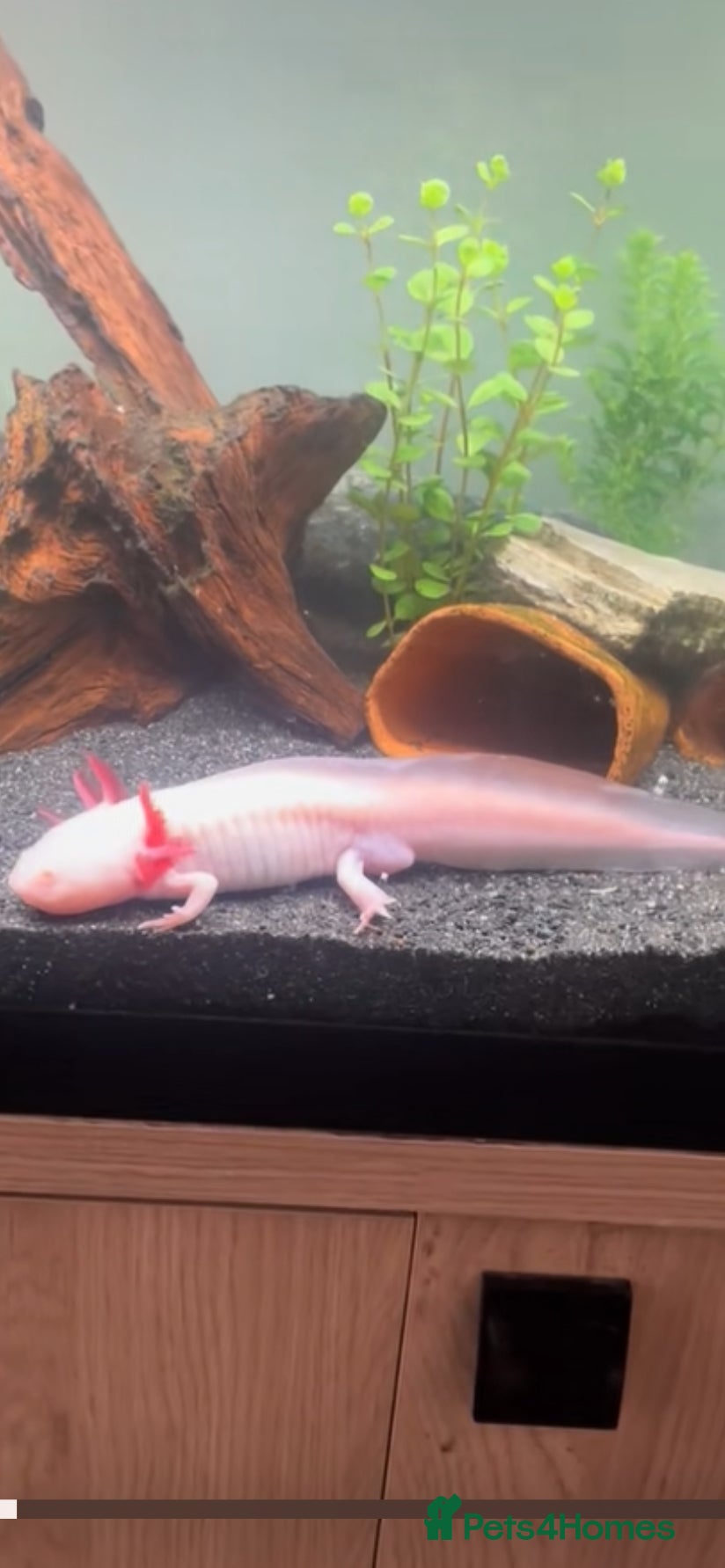 Other/Mixed Breed fish Proven Breeding pair of Axolotl’s  - Advert 2