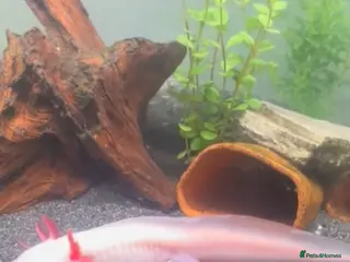 Other/Mixed Breed fish Proven Breeding pair of Axolotl’s - Advert 16