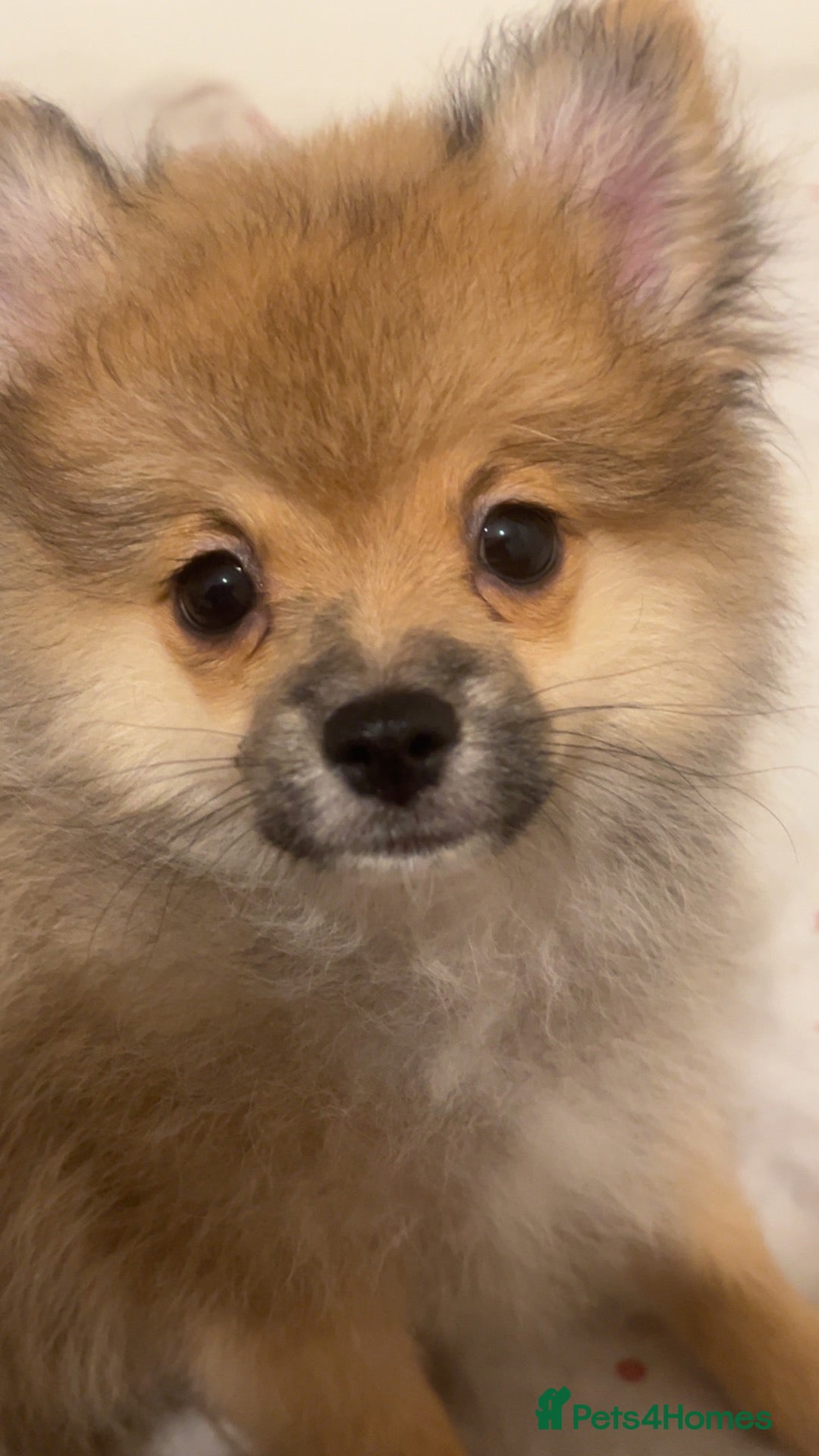 Pomeranian dogs pomeranian puppy - Advert 3