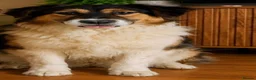 Mixed Breed dogs for adoption: Meet Sandy, currently residing in Powys in Welshpool - Advert 5