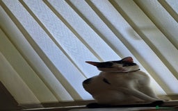 Mixed Breed cats for sale: Beautiful little cat for sale  - Advert 2