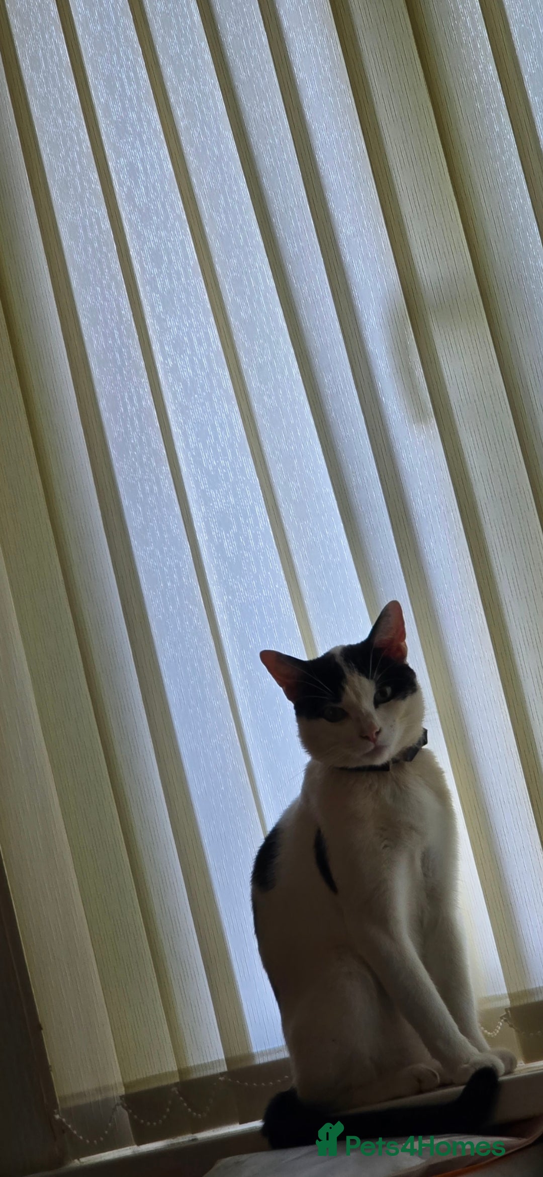 Mixed Breed cats for sale: Beautiful little cat for sale  - Advert 2