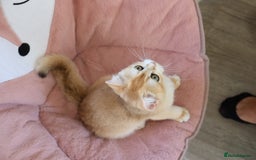 British Shorthair cats for sale: Ready CH Bloodlines BSH TICA registered kittens in Feltham - Image 15