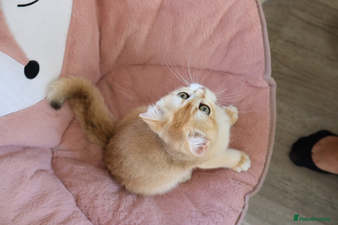 British Shorthair cats for sale: Ready CH Bloodlines BSH TICA registered kittens in Feltham - Image 15