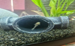 Plecos fish for sale: Baby Bristlenos Plecos - Image 11