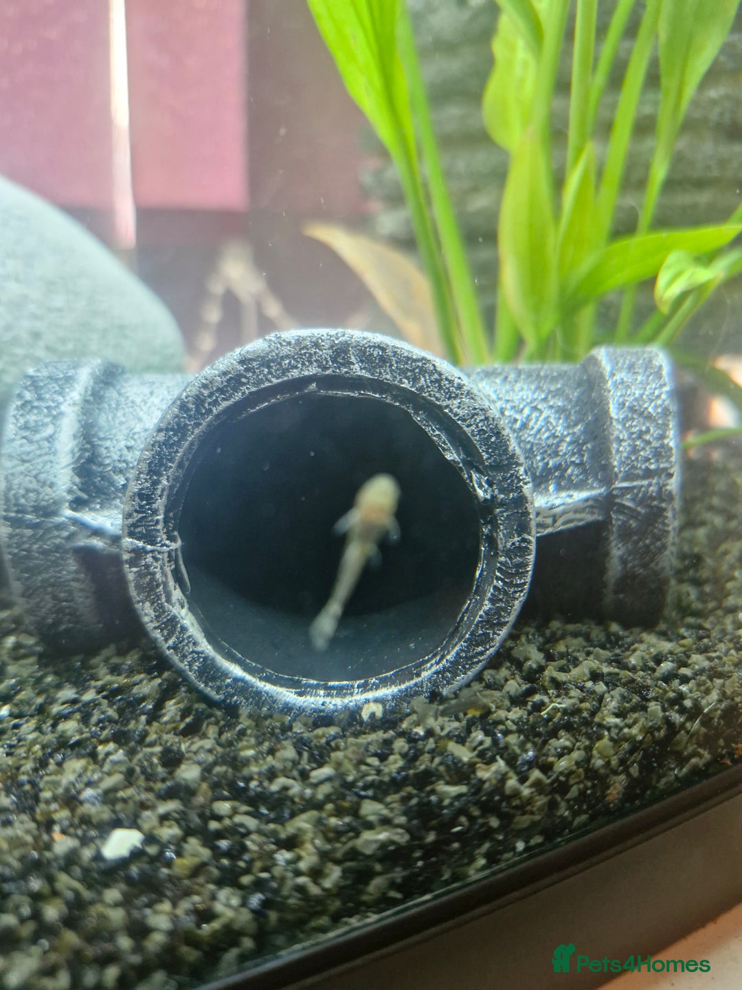 Plecos fish for sale: Baby Bristlenos Plecos - Image 11