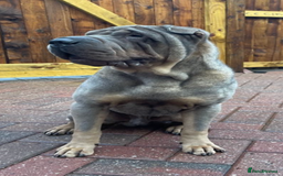 Shar Pei dogs for sale: Male Shar Pei  - Image 1