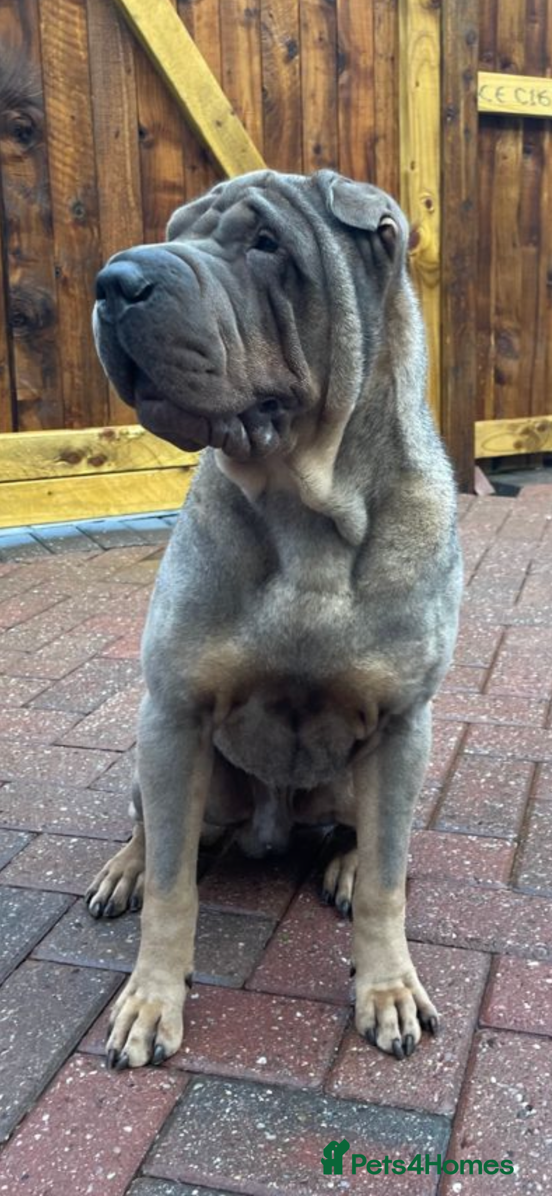 Shar Pei dogs for sale: Male Shar Pei  - Image 1