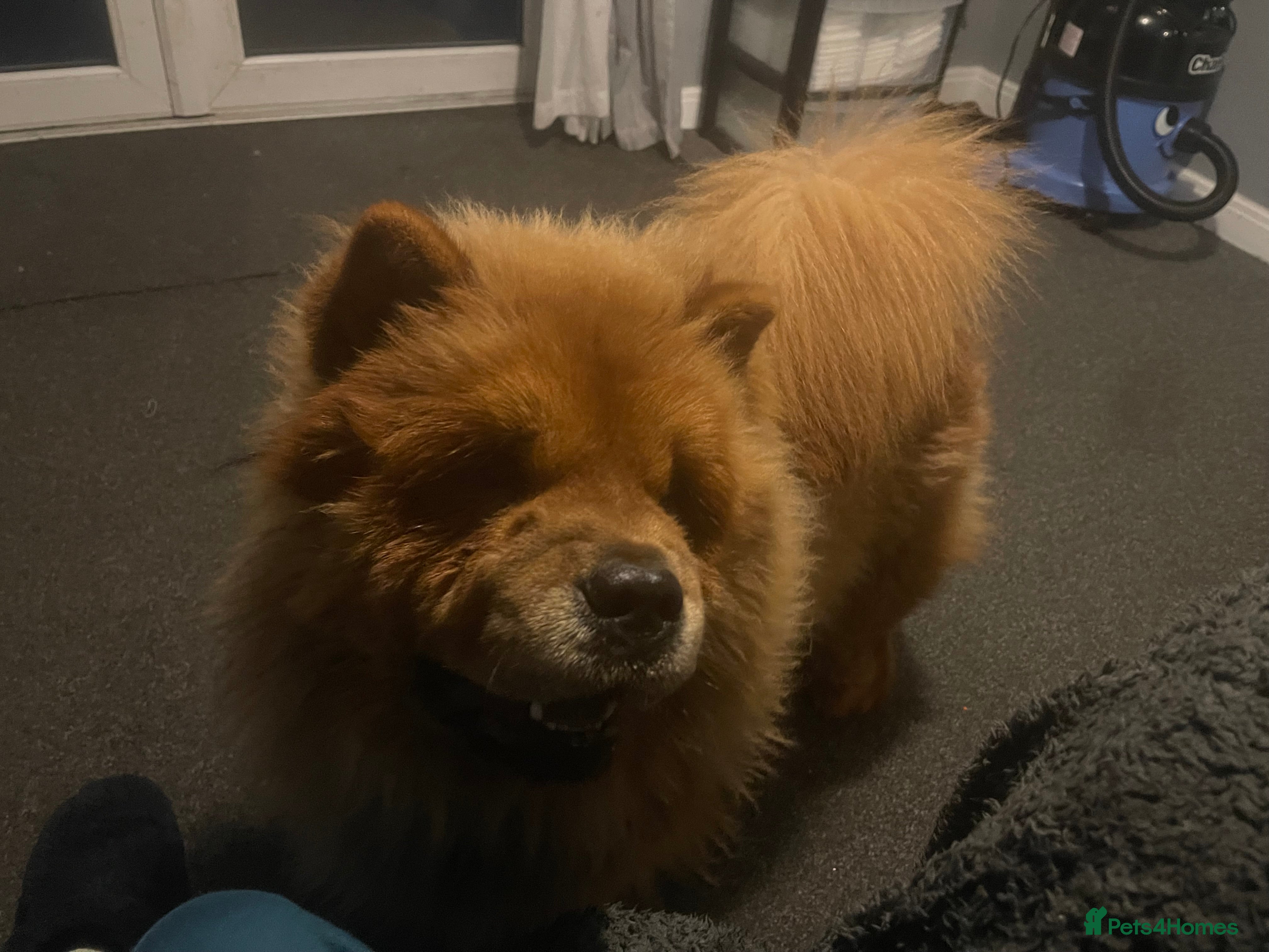 Chow Chow dogs Chow chow  - Advert 1