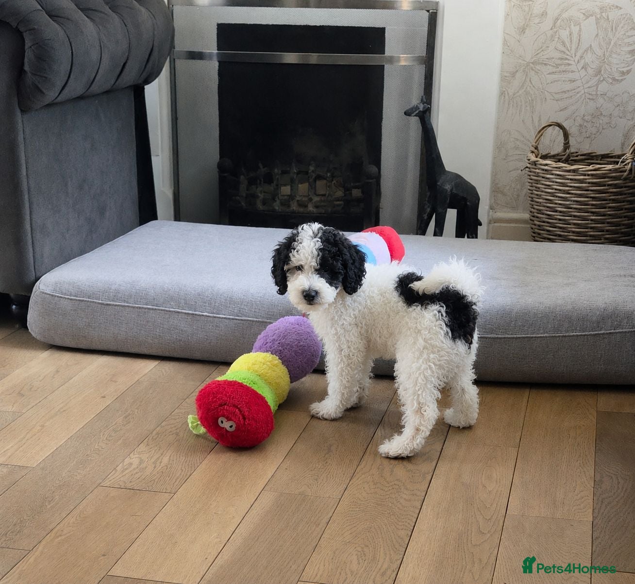 Cavapoo dogs F1BB Cavapoo - Advert 2