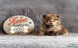 Chow Chow dogs for sale: Exotic colour Pure chow chow puppies for sale  - Image 10
