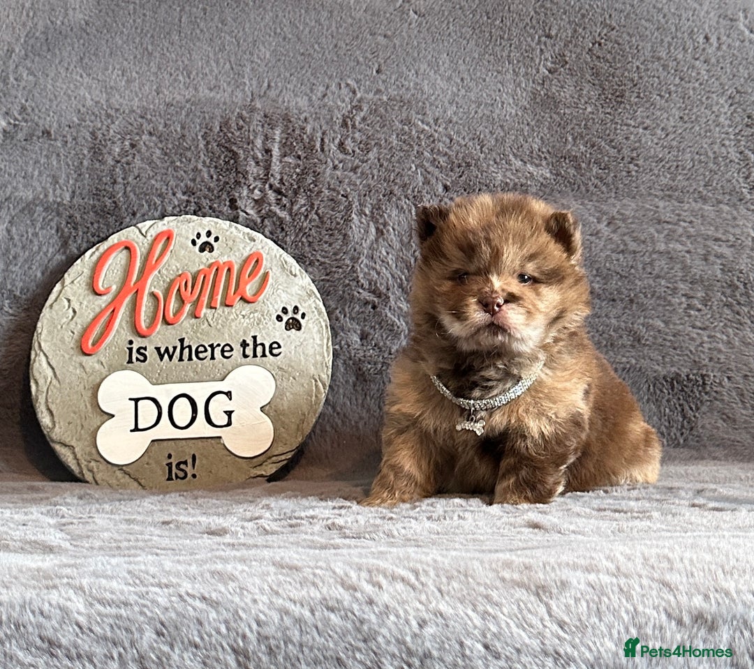 Chow Chow dogs for sale: Exotic colour Pure chow chow puppies for sale  - Image 10