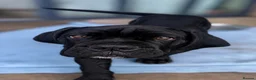 Cane Corso dogs for sale: CANE CORSO puppies ready to leave  - Advert 3