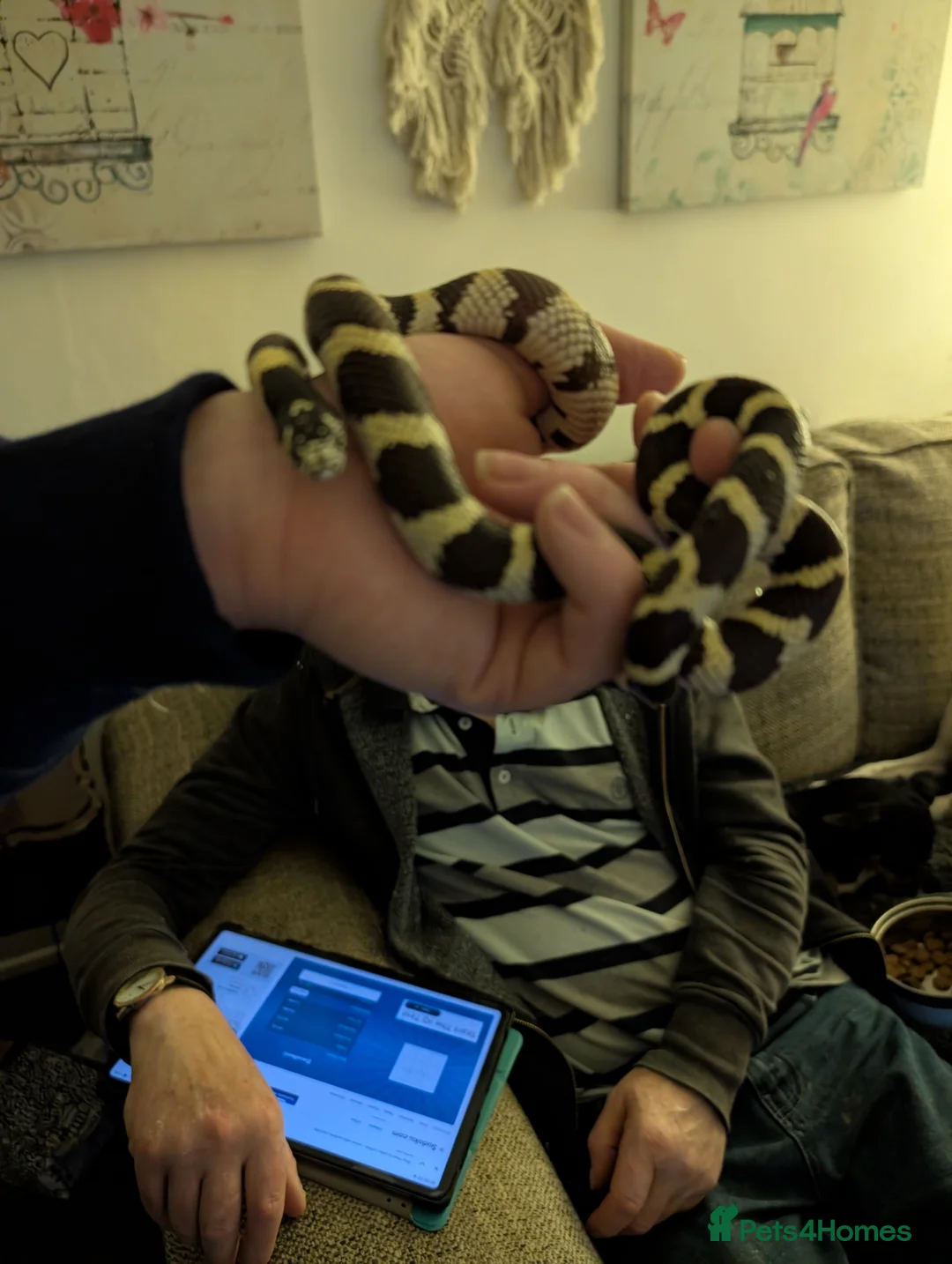 King Snake reptiles for sale: Californian king snake  - Advert 2
