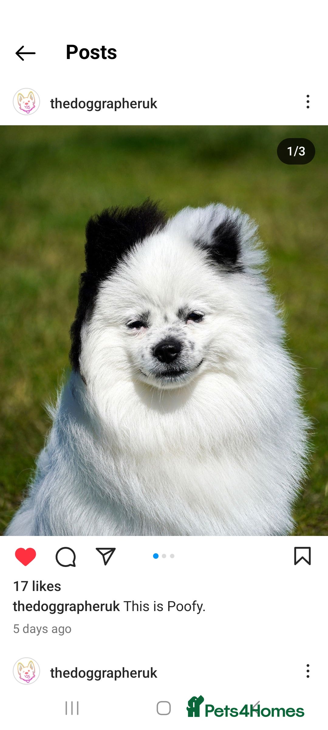 Pomeranian dogs for stud: Puffy- Available for stud  - Advert 9