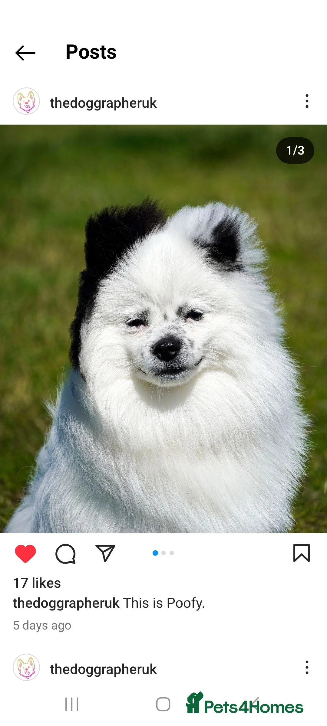 Pomeranian dogs for stud: Puffy- Available for stud  - Advert 9