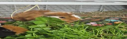 Guinea Pig rodents for sale: Bonded boars - Advert 2