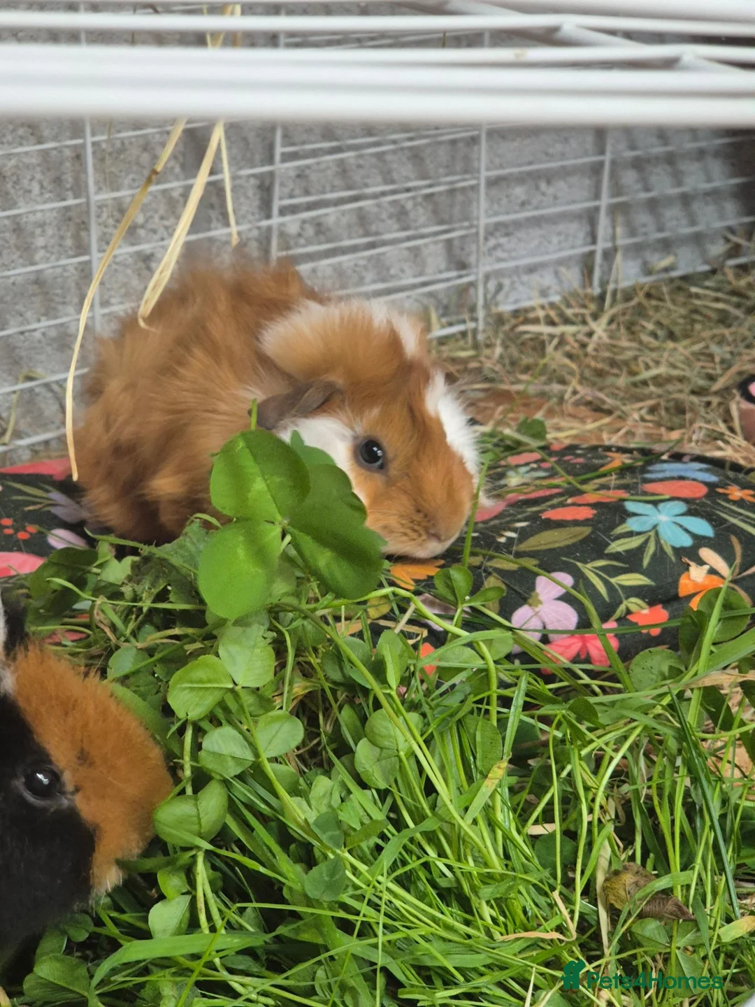 Guinea Pig rodents for sale: Bonded boars - Advert 2