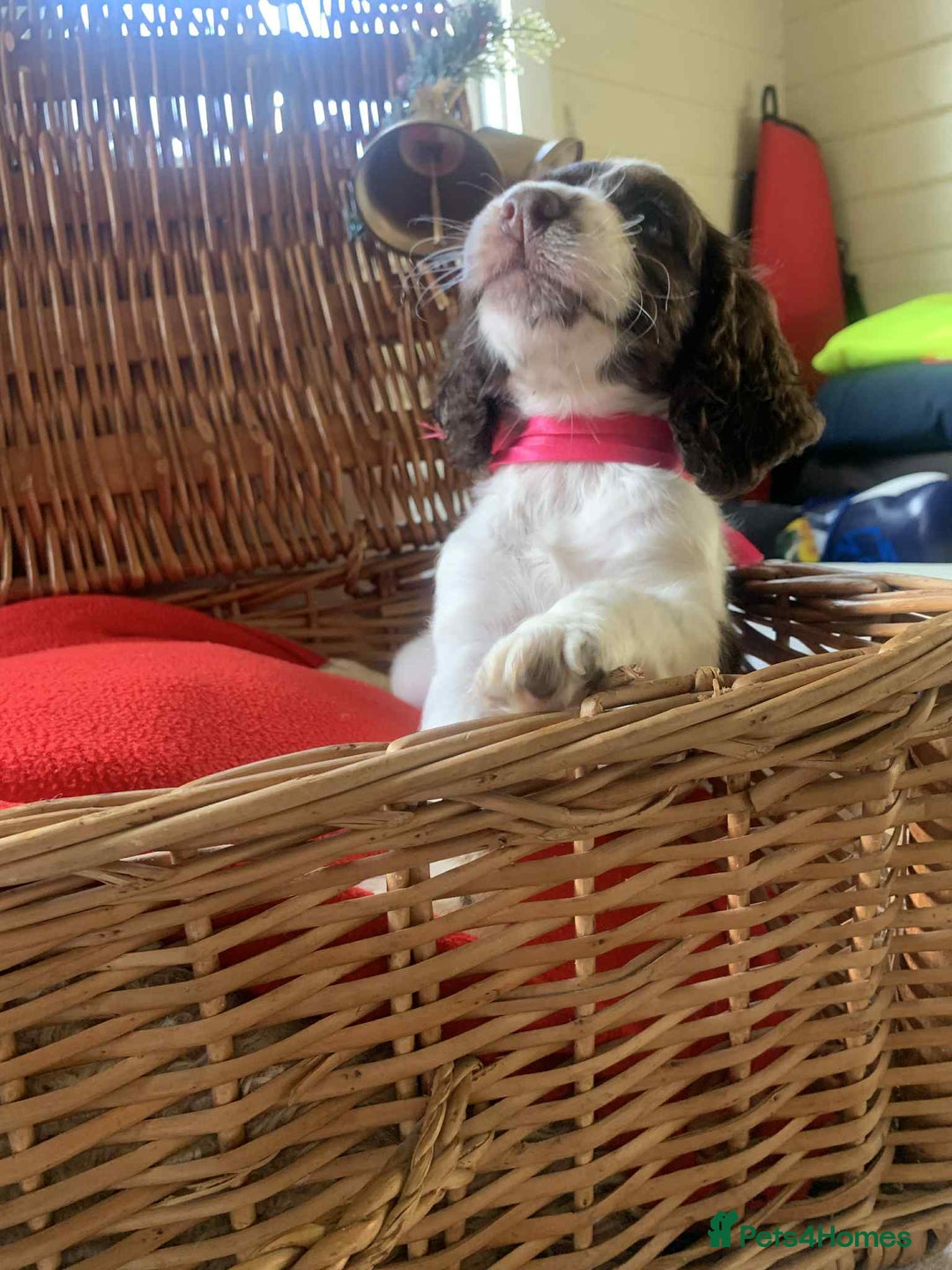 Cocker Spaniel dogs for sale: Beautiful cocker spaniel pups - Advert 8