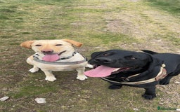 Labrador Retriever dogs for sale: Labrador Puppies  - Image 3